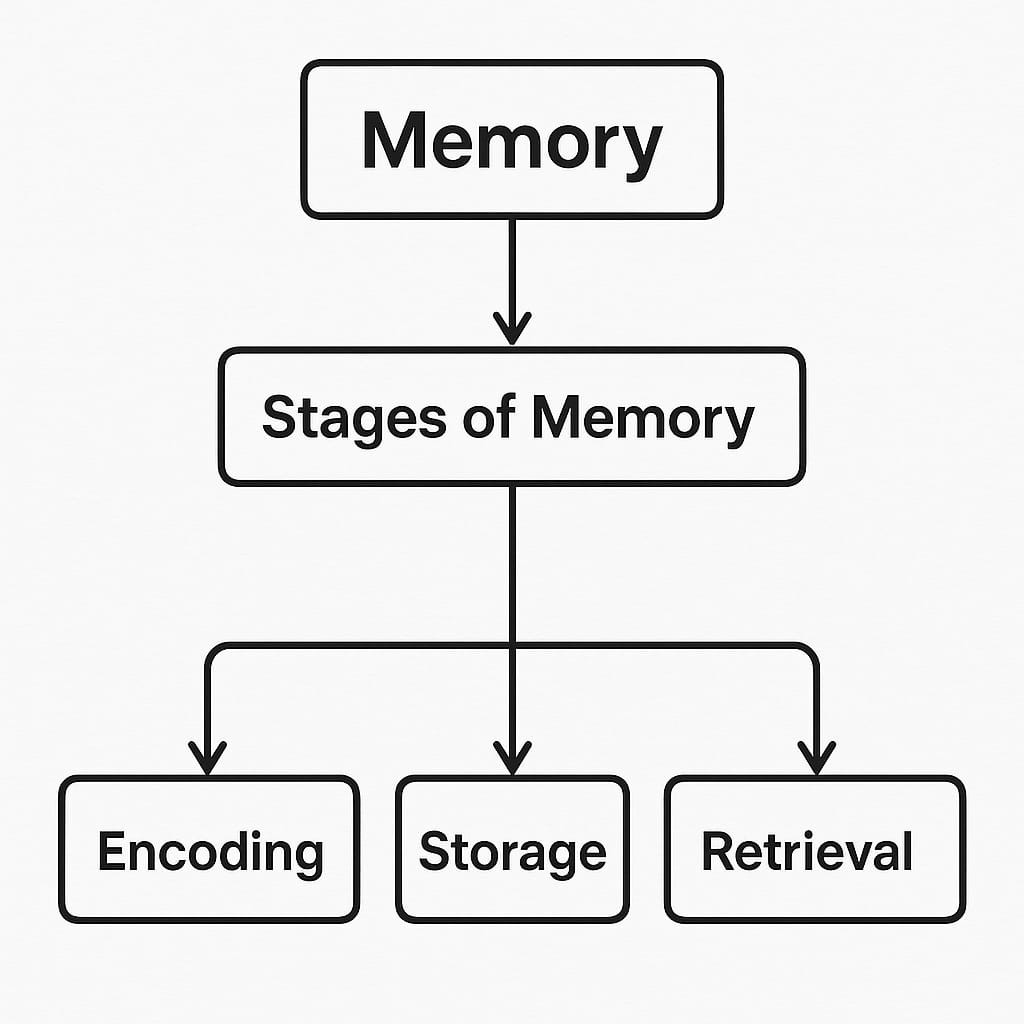 "Memory in Psychology diagram showing types and processes"