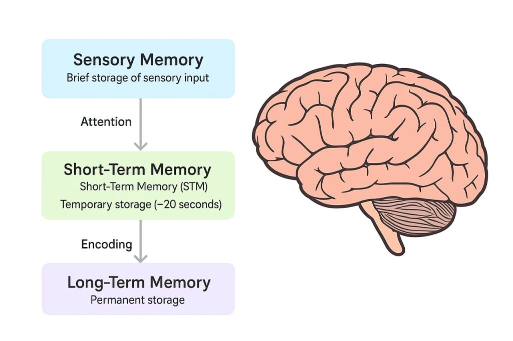 Memory in Psychology diagram showing types and processes.