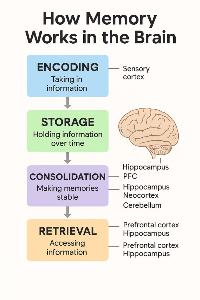 Memory in Psychology diagram showing types and processes.